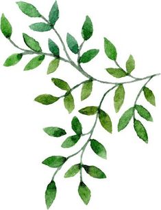 a branch with green leaves painted in watercolor