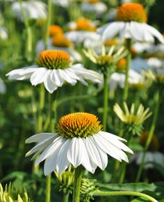 many white and yellow flowers in a field