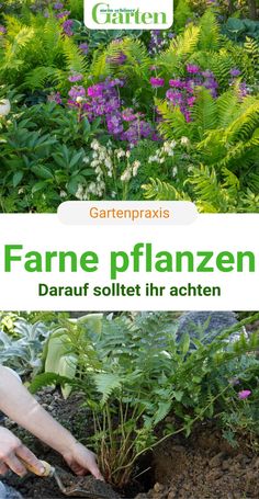 someone is digging in the dirt with gardening tools and plants behind them, text reads fahre pflanzen darau solteth achten