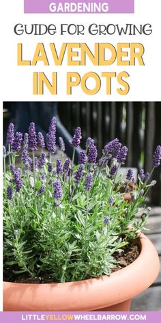 lavender in pot with text overlay that says gardening guide for growing lavender in pots