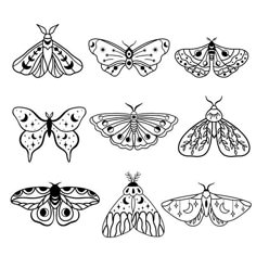 six different moths in black and white on a white background