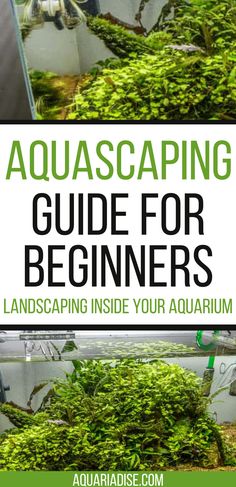 the aquascaping guide for beginners is shown in front of an aquarium filled with plants