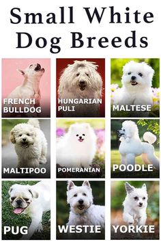 small white dog breeds with their names