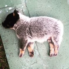 a small gray and black dog laying on top of a cement floor next to grass