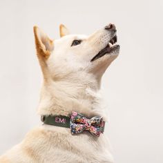 a white dog wearing a floral bow tie looking up at something in the air with its mouth open