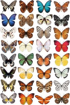 many different types of butterflies on a white background