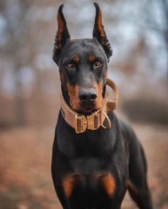 a black and brown dog standing in the woods