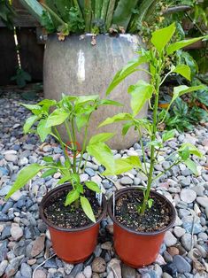 two potted plants are sitting on some rocks