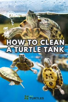 turtles swimming in an aquarium with the words how to clean a turtle tank