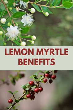 the words lemon myrtite benefits are in front of an image of berries and leaves