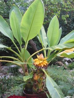 there is a potted plant with yellow flowers in the center and green leaves around it