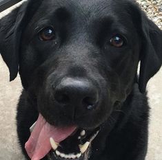 a black dog with its tongue hanging out