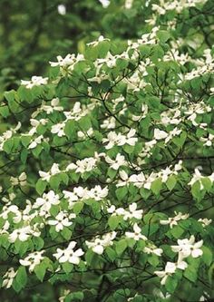 white flowers are blooming on the branches of a tree in front of some green leaves