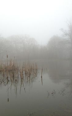 the fog is covering the water and reeds