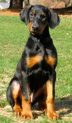 a black and brown dog sitting in the grass