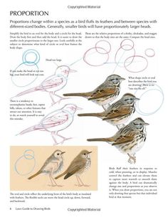 three birds with different colored feathers and numbers