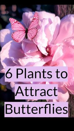 a pink flower with the words, 6 plants to attract butterflies on it's side