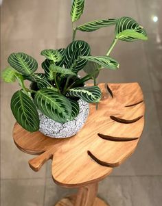 a potted plant sitting on top of a wooden table next to a tile floor