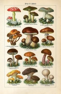 an illustration of different types of mushrooms