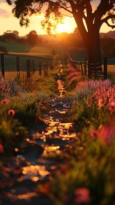 the sun is setting over a field with flowers and a path leading to a tree