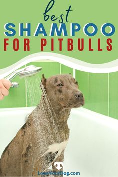 a brown dog sitting in a bathtub with the words best shampoo for pitbulls