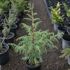 many potted plants are lined up on the ground in rows, with one plant growing out of it's center