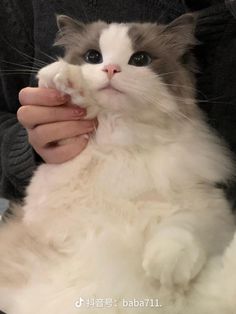 a person holding a white and grey cat in their hands while it looks up at the camera