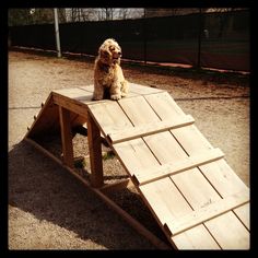 a dog sitting on top of a wooden ramp