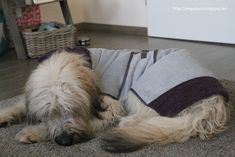 a dog is laying on the floor wearing a sweater