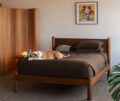 a brown and white dog laying on top of a bed next to a wooden headboard