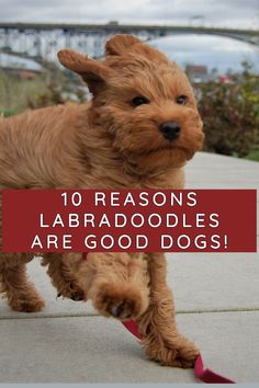 a small brown dog running across a sidewalk with the words 10 reasons labradoodles are good dogs