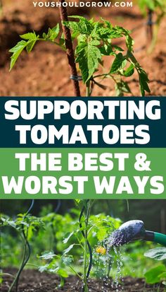 the cover of supporting tomatoes and other plants in an urban garden with text overlaying it