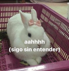 a white rabbit sitting in a pink basket with the words, ahhhh sigo sin entender