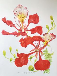 a painting of red and white flowers on a white background with the words shrepast written below it