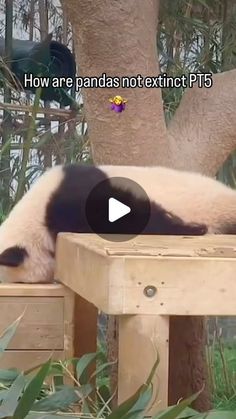 a panda bear laying on top of a wooden table next to a tree and bushes