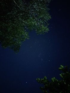 the night sky is lit up with stars and trees in the foreground, as seen from below