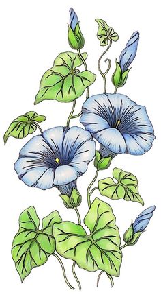 two blue flowers with green leaves on a white background