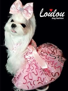 a small white dog with a pink dress and bow on it's head is standing in front of a black background