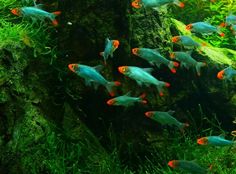 an aquarium filled with lots of small blue and orange fish next to green plants in the water