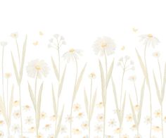 white daisies and grass on a white background