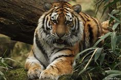 a large tiger laying on top of a lush green field next to a fallen tree