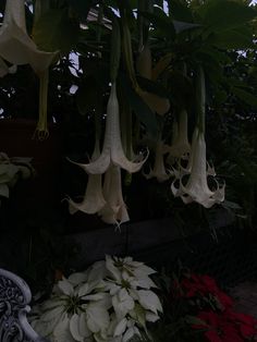 white flowers hanging from the ceiling in a garden