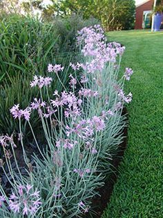 purple flowers are growing in the grass next to a black planter on the lawn