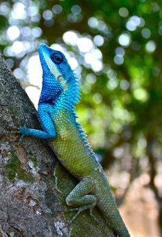 a blue and green lizard sitting on top of a tree