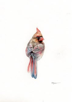 a watercolor painting of a bird with red, white and blue feathers on it's head