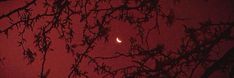 the moon is seen through some branches at night