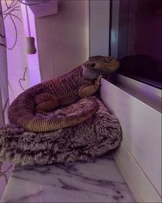 an iguana sitting on top of a pile of blankets next to a window