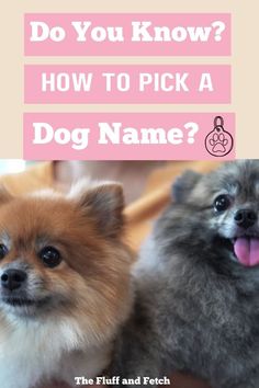 two small dogs sitting next to each other with the words do you know? how to pick a dog name?