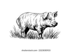 a pig is standing in the grass and looking at something black and white drawing on a white background