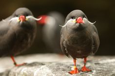 two black birds with red beaks standing on top of a large rock in front of another bird